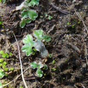 Riccia cartilaginosa at Stromlo, ACT - 7 Apr 2019