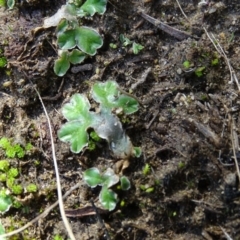 Riccia cartilaginosa at Stromlo, ACT - 7 Apr 2019