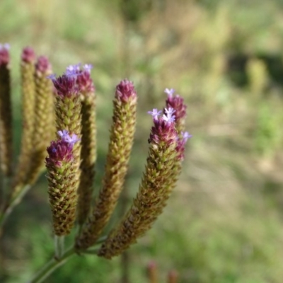 Verbena incompta (Purpletop) at Stony Creek - 7 Apr 2019 by Mike