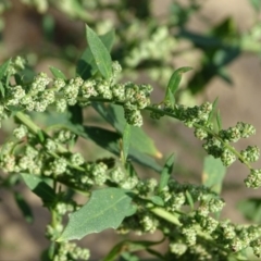 Chenopodium album (Fat Hen) at Stromlo, ACT - 7 Apr 2019 by Mike