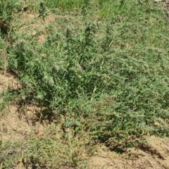 Chenopodium album at Stromlo, ACT - 7 Apr 2019 05:01 PM