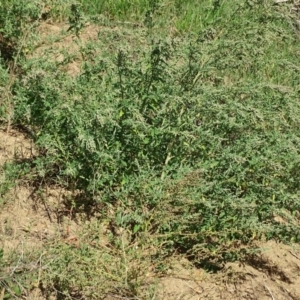 Chenopodium album at Stromlo, ACT - 7 Apr 2019