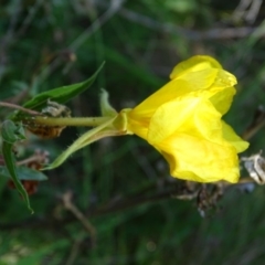 Oenothera stricta subsp. stricta (Common Evening Primrose) at Stromlo, ACT - 7 Apr 2019 by Mike