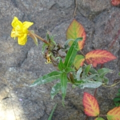 Oenothera stricta subsp. stricta at Stromlo, ACT - 7 Apr 2019