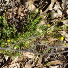 Calotis lappulacea (Yellow Burr Daisy) at Stromlo, ACT - 7 Apr 2019 by Mike