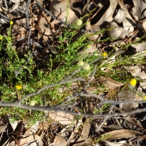 Calotis lappulacea at Stromlo, ACT - 7 Apr 2019 04:20 PM