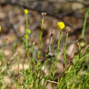 Calotis lappulacea at Stromlo, ACT - 7 Apr 2019 04:20 PM