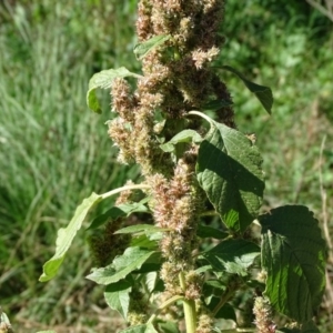 Amaranthus retroflexus at Stromlo, ACT - 7 Apr 2019