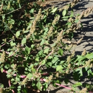 Amaranthus retroflexus at Stromlo, ACT - 7 Apr 2019