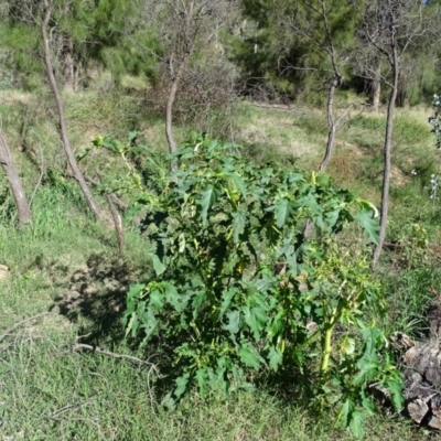 Datura stramonium (Common Thornapple) at Cotter Reserve - 7 Apr 2019 by Mike