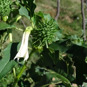 Datura stramonium at Stromlo, ACT - 7 Apr 2019