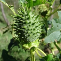 Datura stramonium at Stromlo, ACT - 7 Apr 2019