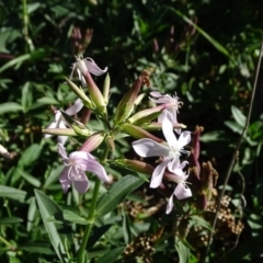 Saponaria officinalis (Soapwort, Bouncing Bet) at Stromlo, ACT - 7 Apr 2019 by Mike
