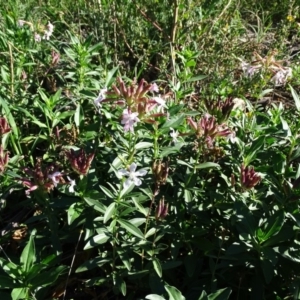 Saponaria officinalis at Stromlo, ACT - 7 Apr 2019