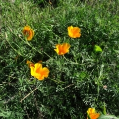 Eschscholzia californica (California Poppy) at Cotter Reserve - 7 Apr 2019 by Mike