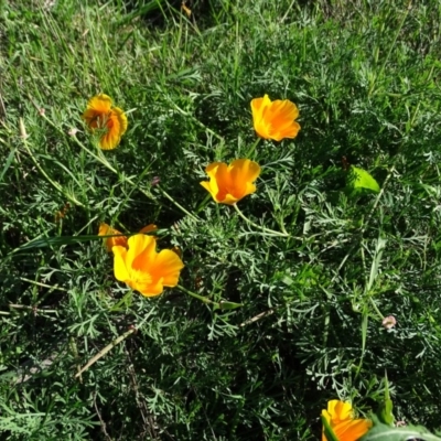 Eschscholzia californica (California Poppy) at Cotter Reserve - 7 Apr 2019 by Mike