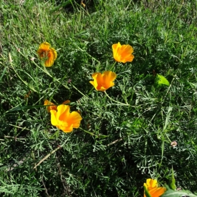 Eschscholzia californica (California Poppy) at Stromlo, ACT - 7 Apr 2019 by Mike