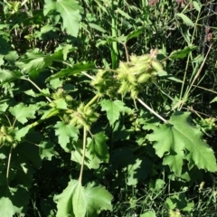 Xanthium occidentale (Noogoora Burr, Cockle Burr) at Stromlo, ACT - 7 Apr 2019 by Mike