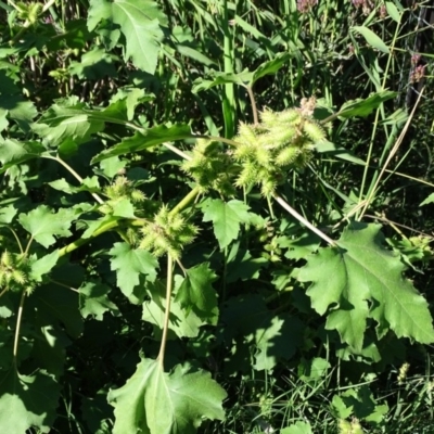 Xanthium occidentale (Noogoora Burr, Cockle Burr) at Cotter Reserve - 7 Apr 2019 by Mike