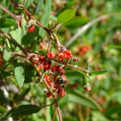 Einadia nutans subsp. nutans (Climbing Saltbush) at O'Malley, ACT - 6 Apr 2019 by Mike