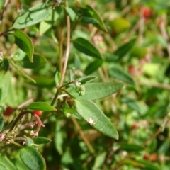 Einadia nutans subsp. nutans at O'Malley, ACT - 6 Apr 2019 04:01 PM