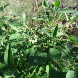 Solanum nigrum at Stromlo, ACT - 7 Apr 2019