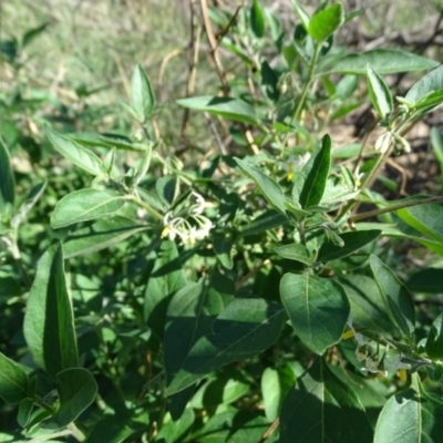 Solanum nigrum (Black Nightshade) at Cotter Reserve - 7 Apr 2019 by Mike