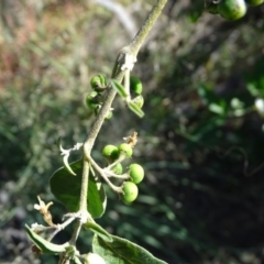 Solanum nigrum at Stromlo, ACT - 7 Apr 2019