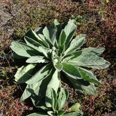 Verbascum thapsus subsp. thapsus (Great Mullein, Aaron's Rod) at Cotter Reserve - 7 Apr 2019 by Mike