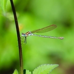 Austrolestes cingulatus (Metallic Ringtail) at Bemboka River Reserve - 7 Apr 2019 by RossMannell