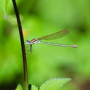 Austrolestes cingulatus at Bemboka River Reserve - 7 Apr 2019