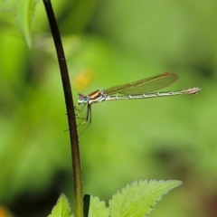 Austrolestes cingulatus at Bemboka River Reserve - 7 Apr 2019