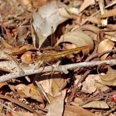 Diplacodes haematodes (Scarlet Percher) at Bemboka, NSW - 7 Apr 2019 by RossMannell