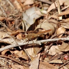 Diplacodes haematodes at Bemboka River Reserve - 7 Apr 2019