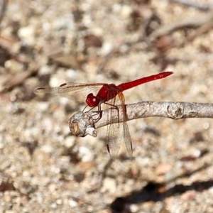 Diplacodes haematodes at Bemboka River Reserve - 7 Apr 2019 01:12 PM