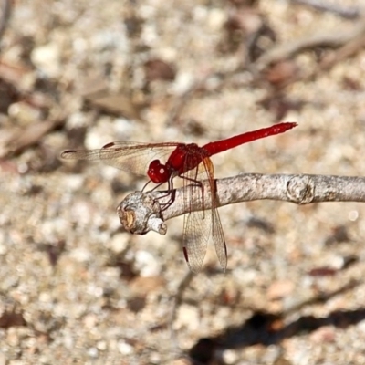 Diplacodes haematodes (Scarlet Percher) at Bemboka River Reserve - 7 Apr 2019 by RossMannell