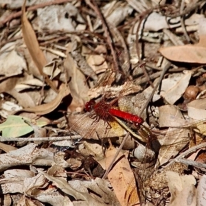 Diplacodes haematodes at Bemboka River Reserve - 7 Apr 2019 01:12 PM