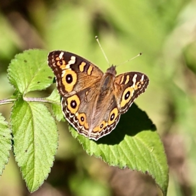 Junonia villida (Meadow Argus) at Bemboka River Reserve - 7 Apr 2019 by RossMannell