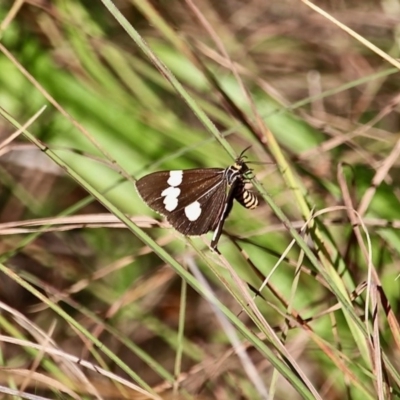 Nyctemera amicus (Senecio Moth, Magpie Moth, Cineraria Moth) at Bemboka River Reserve - 7 Apr 2019 by RossMannell