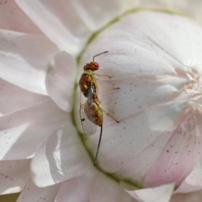 Megastigmus sp. (genus) (Parasitic wasp) at Acton, ACT - 8 Apr 2019 by DonTaylor