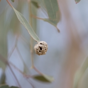 Unidentified at suppressed - 20 Dec 2018