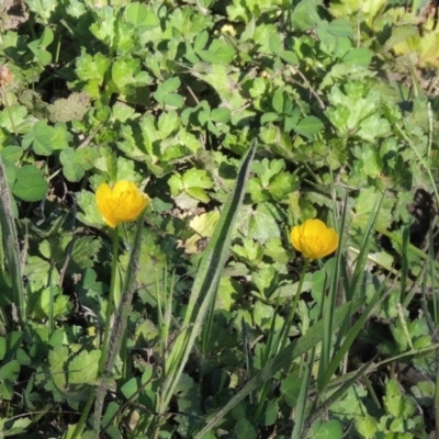 Ranunculus repens (Creeping Buttercup) at Paddys River, ACT - 20 Feb 2019 by MichaelBedingfield