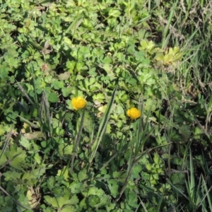 Ranunculus repens at Paddys River, ACT - 20 Feb 2019 06:55 PM