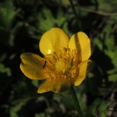 Ranunculus repens at Paddys River, ACT - 20 Feb 2019 06:55 PM