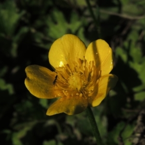 Ranunculus repens at Paddys River, ACT - 20 Feb 2019 06:55 PM