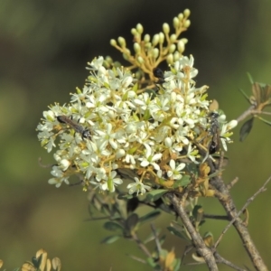 Bursaria spinosa at Paddys River, ACT - 20 Feb 2019