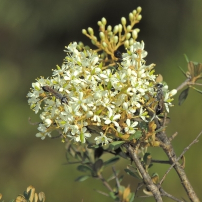 Bursaria spinosa (Native Blackthorn, Sweet Bursaria) at Paddys River, ACT - 20 Feb 2019 by MichaelBedingfield
