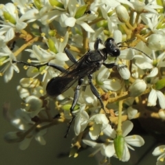Isodontia sp. (genus) (Unidentified Grass-carrying wasp) at Paddys River, ACT - 20 Feb 2019 by MichaelBedingfield