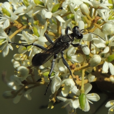 Isodontia sp. (genus) (Unidentified Grass-carrying wasp) at Paddys River, ACT - 20 Feb 2019 by MichaelBedingfield