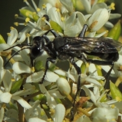 Isodontia sp. (genus) at Paddys River, ACT - 20 Feb 2019 06:12 PM